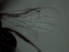 Eurytominae inconnu